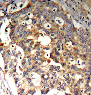 SAPK/JNK(Ab-183) Antibody