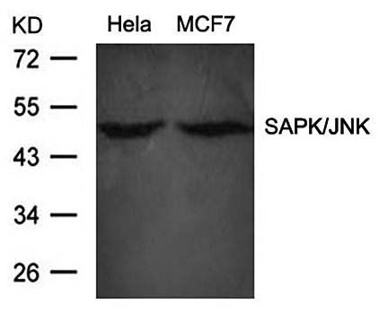 SAPK/JNK(Ab-183) Antibody