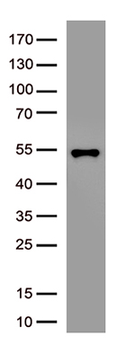 N Protein Antibody