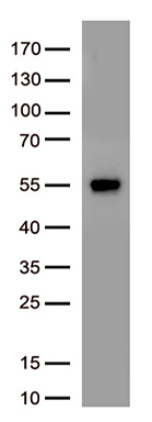 N Protein Antibody