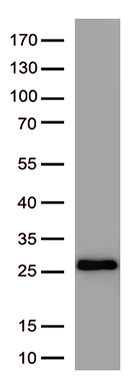 SARS-CoV-2 Spike protein mouse monoclonal antibody, clone OTI3A2