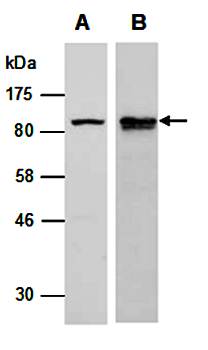 SATB1 (C) Antibody, Rabbit Polyclonal