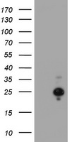 SCAMP2 Antibody