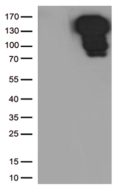 SCAMP2 Antibody