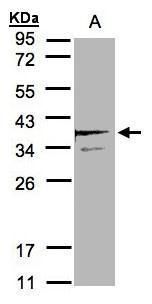 SCAMP3 antibody [N1N3]