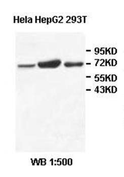 SCFD1 Rabbit Polyclonal Antibody