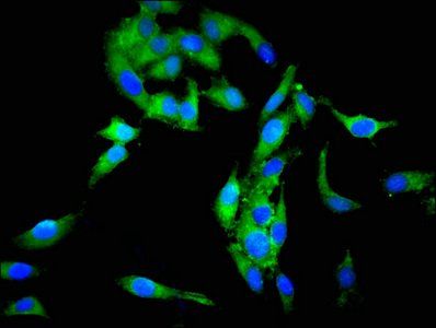SCG3 Antibody
