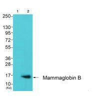 SCGB2A1 Antibody