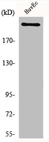 SCN1A/SCN2A/SCN3A/SCN4A/SCN5A/SCN8A/SCN10A/SCN11A Antibody