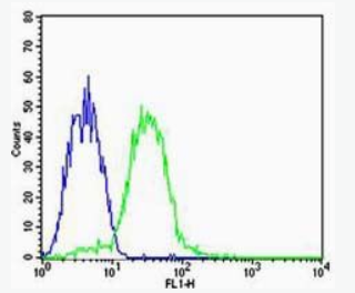 CHI3L1 Rabbit Polyclonal Antibody (FITC)