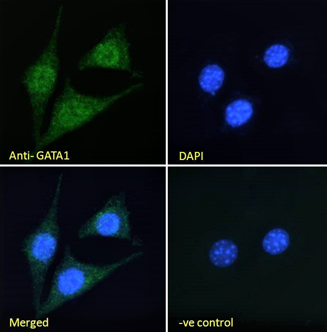 GATA1 Antibody
