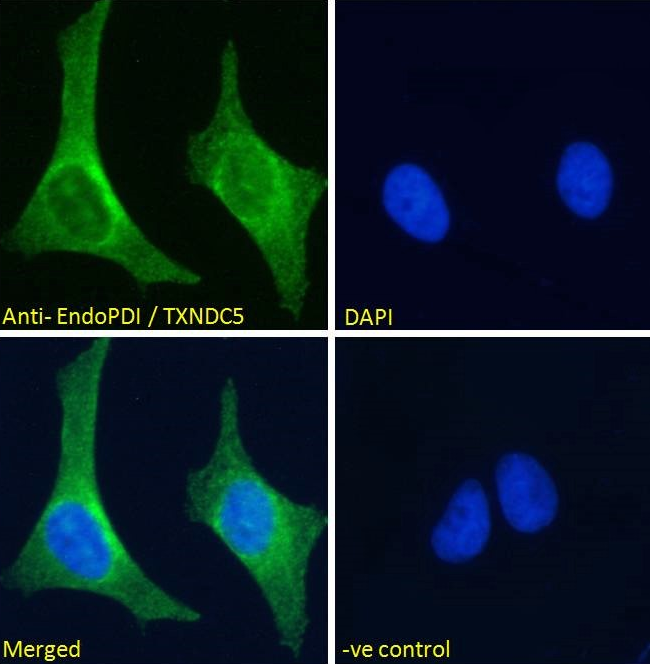 Goat anti-EndoPDI / TXNDC5 Antibody