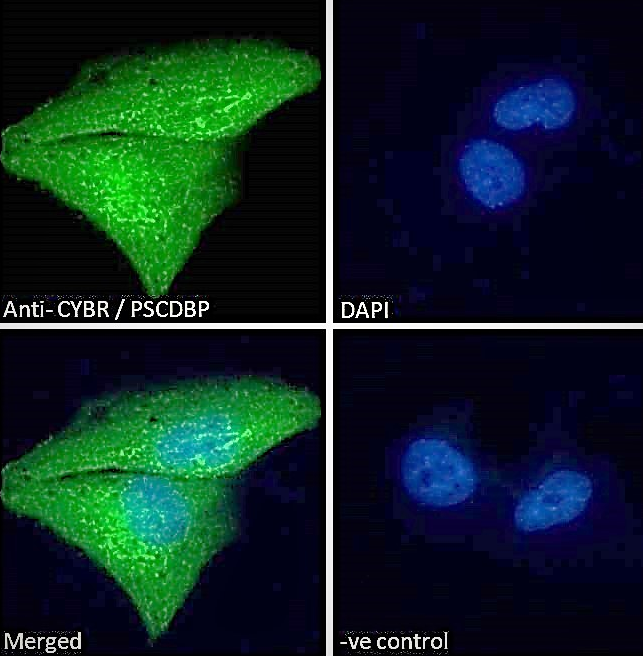 CYBR/PSCDBP Antibody