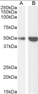 TRAF2 Antibody