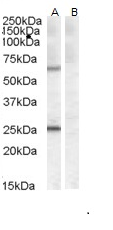 COL4A3BP (aa662-672) Antibody