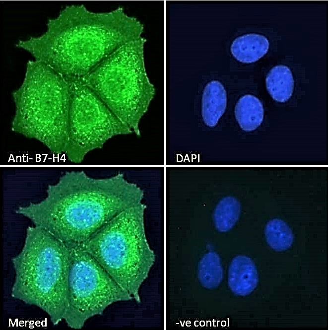B7-H4 Antibody