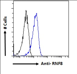 Goat anti-RNF8 Antibody