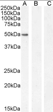 Goat anti-GATA1 Antibody