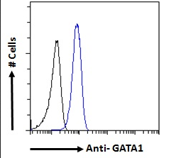 Goat anti-GATA1 Antibody
