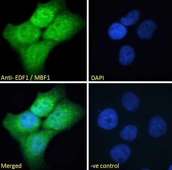 EDF1/MBF1 Antibody