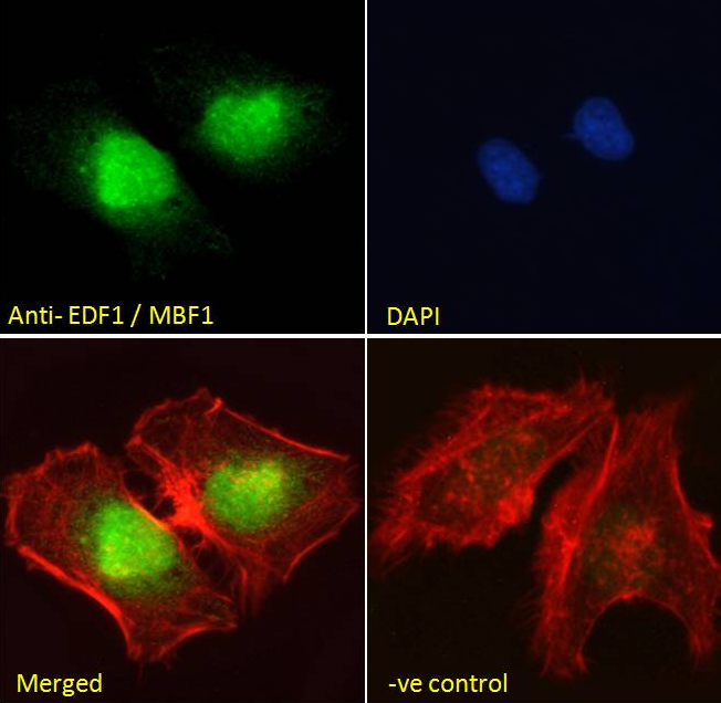 EDF1/MBF1 Antibody