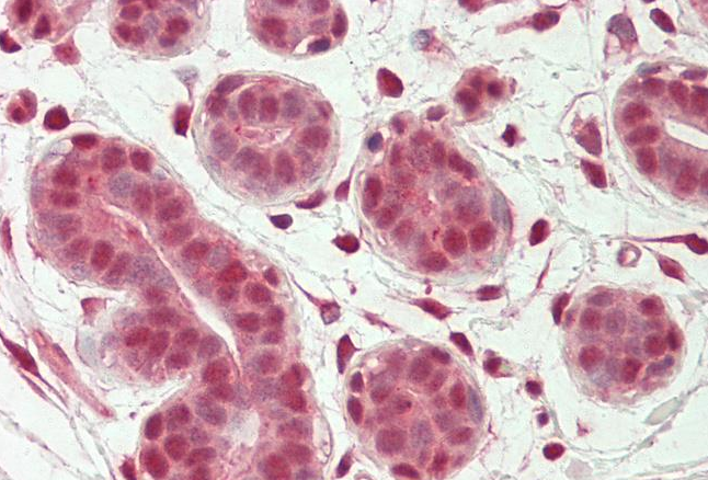 Goat anti-OAS2 (aa357-371) Antibody