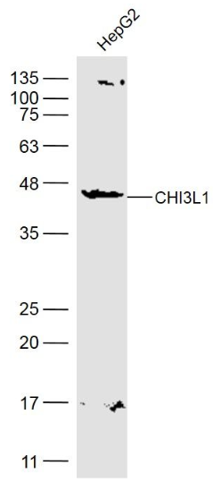 CHI3L1 Rabbit Polyclonal Antibody (FITC)
