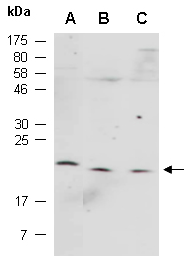 CST7 (N) Antibody, Rabbit Polyclonal