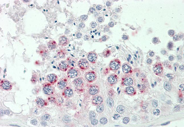 Goat anti-SPINT2 Antibody