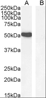 GATA1 Antibody