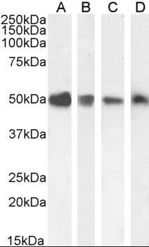 Goat anti-EndoPDI / TXNDC5 Antibody
