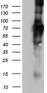 SCYL1BP1 Antibody