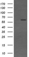 GORAB Antibody