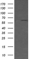 SCYL1BP1 Antibody