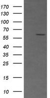 SCYL1BP1 Antibody