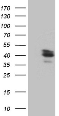 CWC27 Antibody