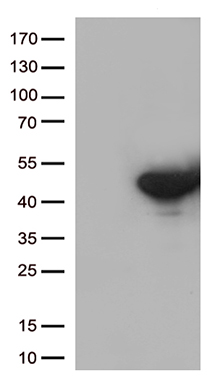 CWC27 Antibody