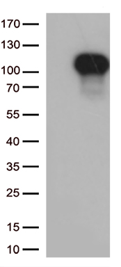 CWC27 Antibody