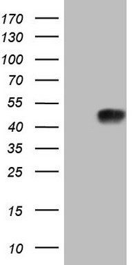 CWC27 Antibody