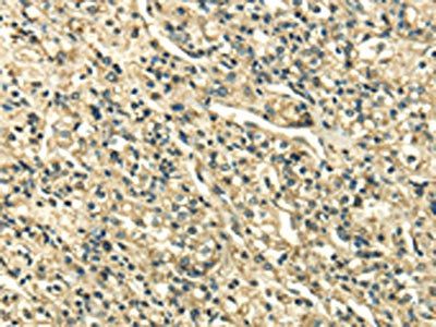 SDF4 Antibody