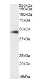 SDF4 (aa161-175), Biotinylated Antibody