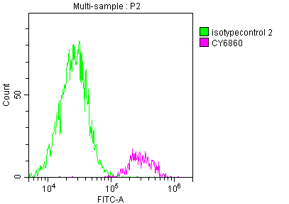 SDHB Antibody