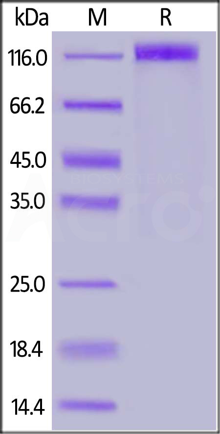 SARS-CoV-2 (COVID-19) S1 Protein, mFc Tag