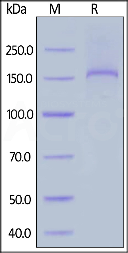 Human Thrombospondin-2 Protein, His Tag