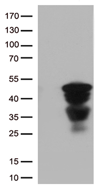SEC23B Antibody