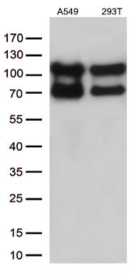 SEC23B Antibody