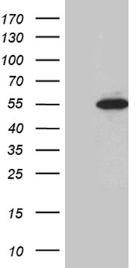 SEC23B Antibody