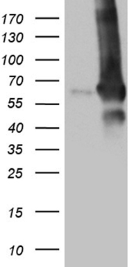 SEC23B Antibody