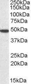 SEC61A1 Antibody