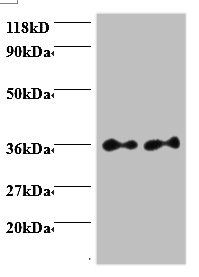 SCAMP3 Antibody
